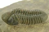 Prone Reedops Trilobite - Atchana, Morocco #376975-1